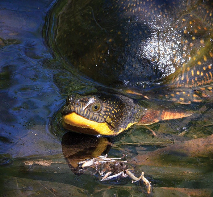 reconnecting canadians