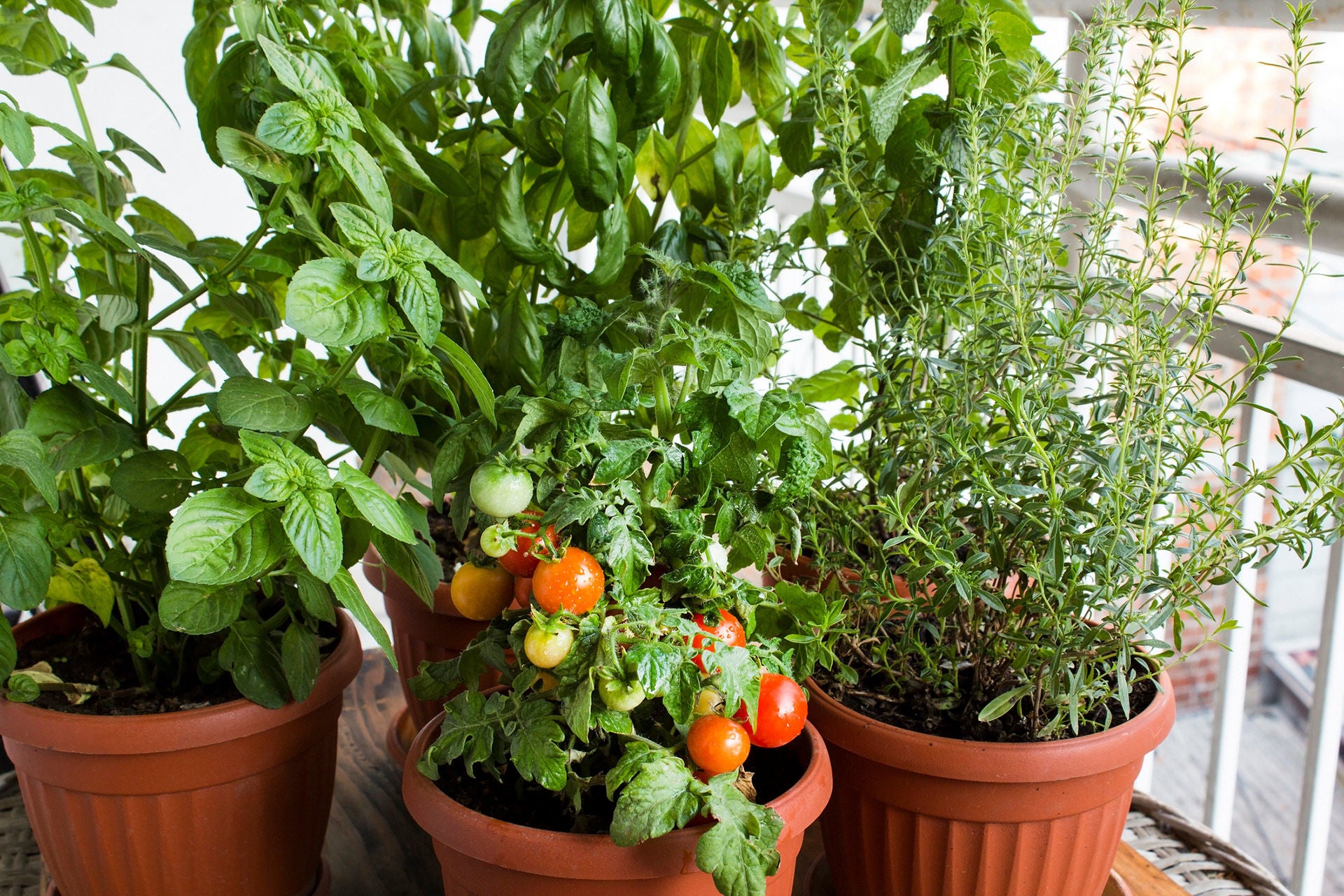 plantes tomates sur le balcon