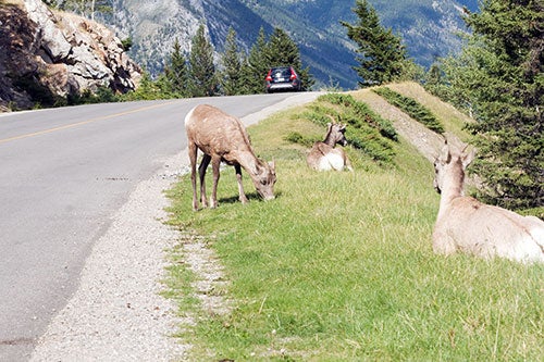 goats eating grass on side of the road
