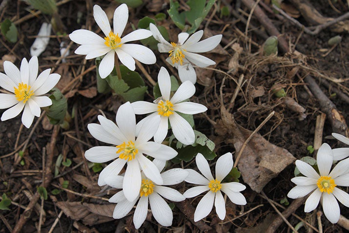Bloodroot by Sarah Coulber