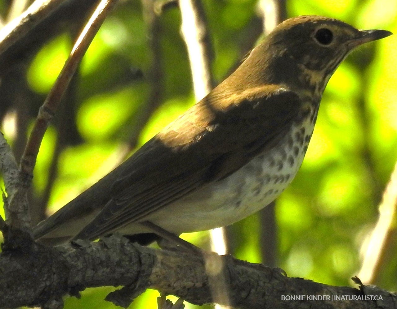 Swainson's Thrush