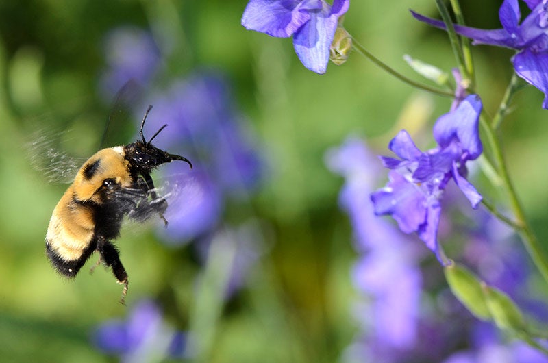 bumblebee on purple flower