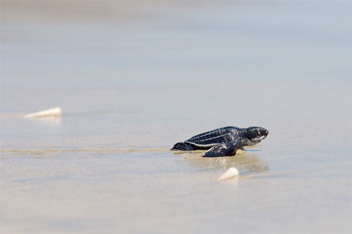 Baby turtle on beach heading towards water