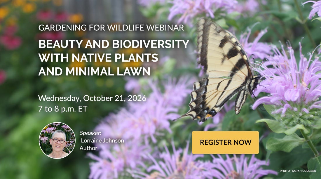 why birds matter webinar