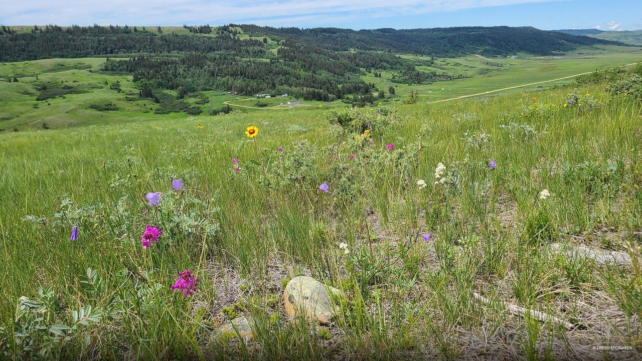 wildflowers
