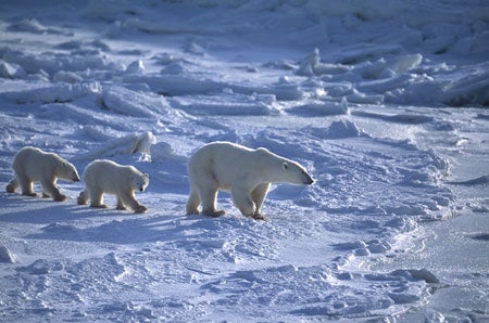 Polar bears vanishing
