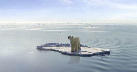 Polar bears on thin ice