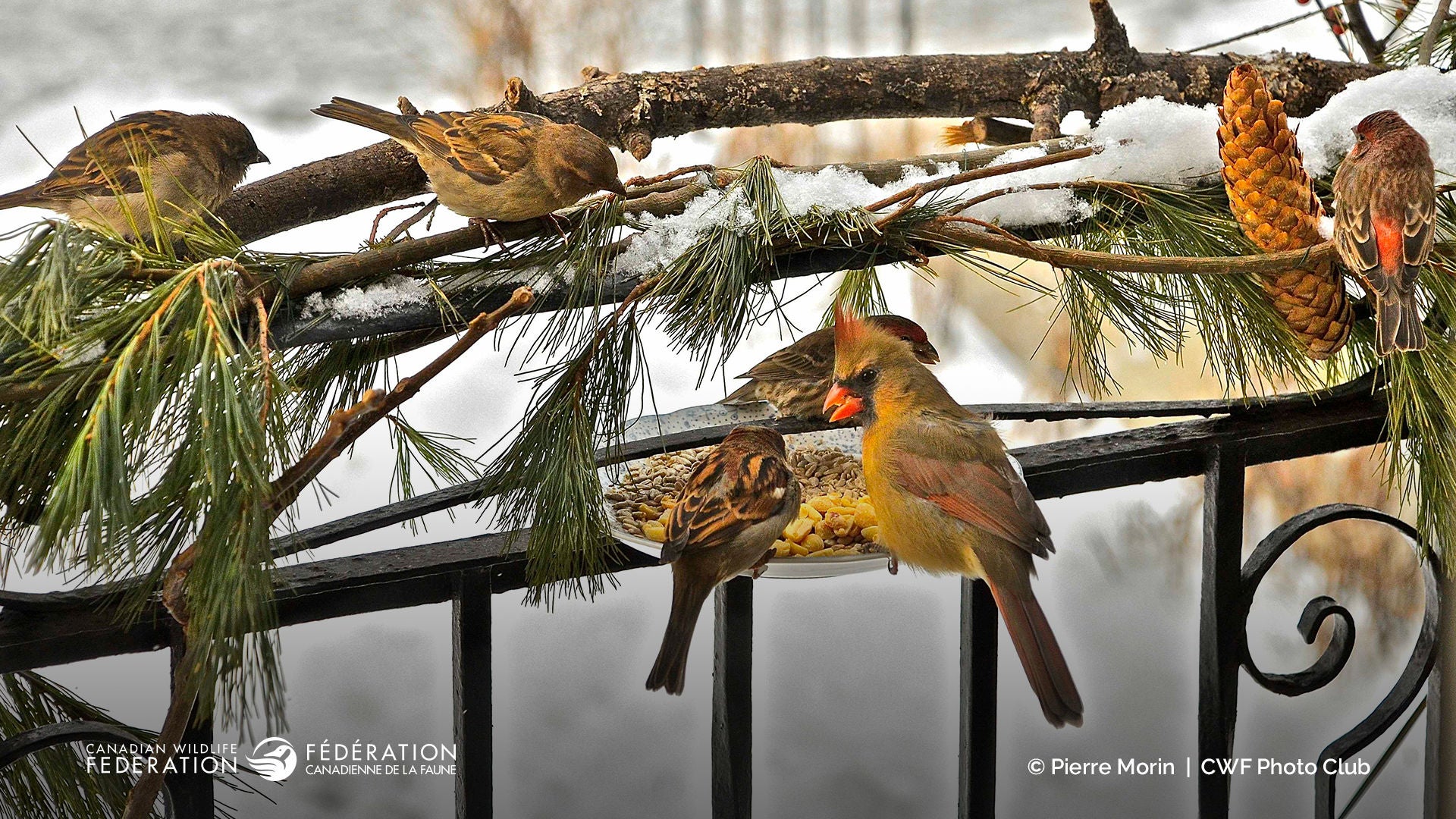 birds in yard with snow