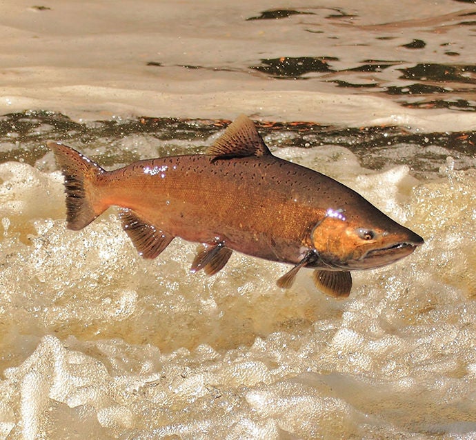 conservation awards logo