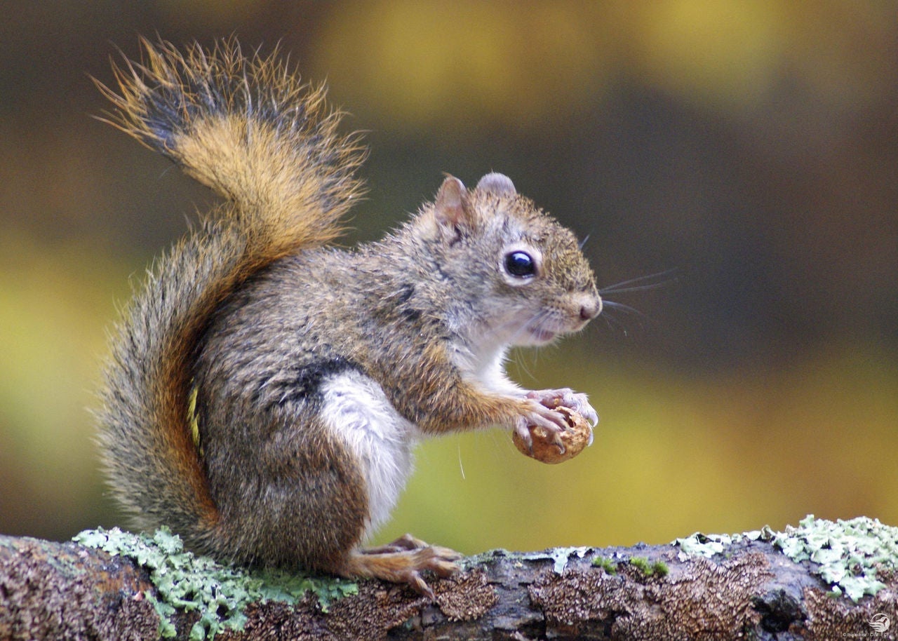 Grey Squirrel with a nut