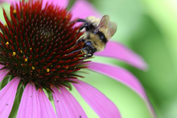 bee on flower echinacea