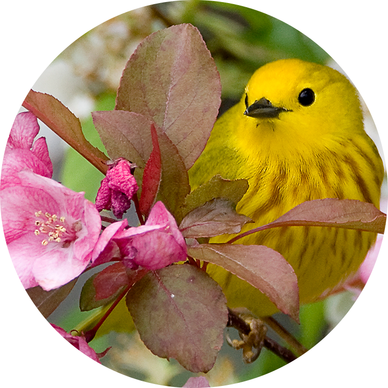 yellow bird on pink flowers