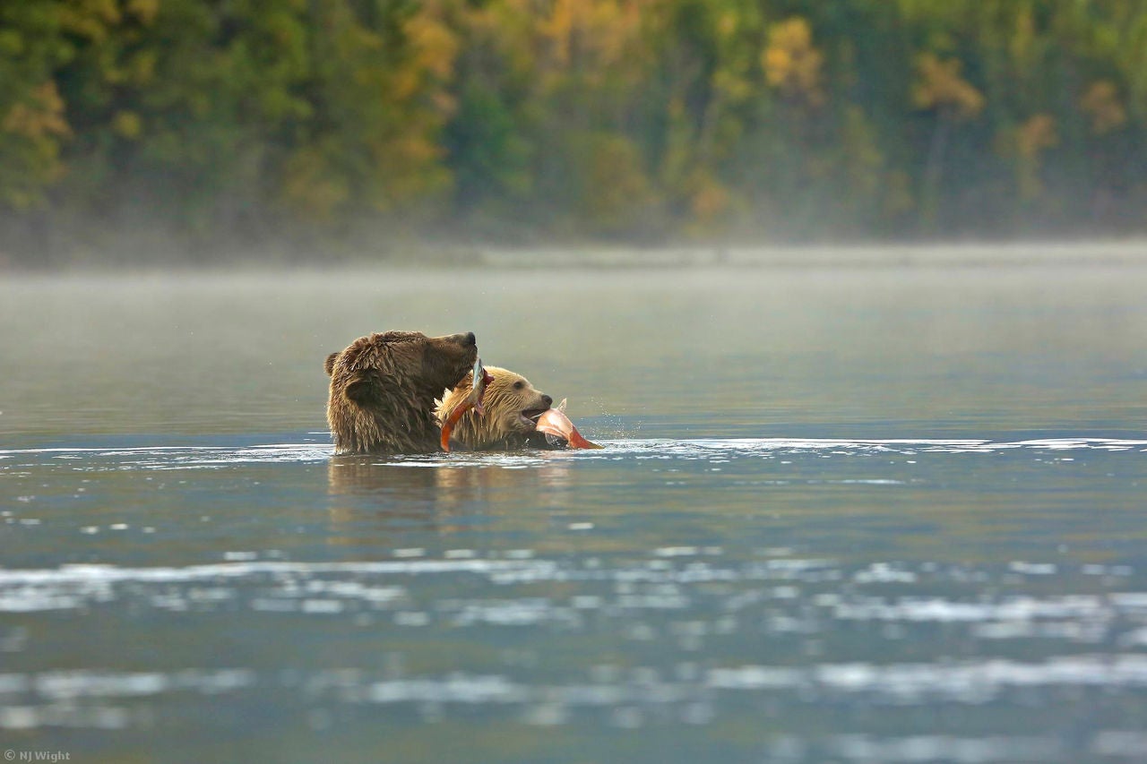 bears in water with salmon in mouth