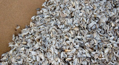 Zebra mussels