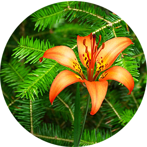orange lily
