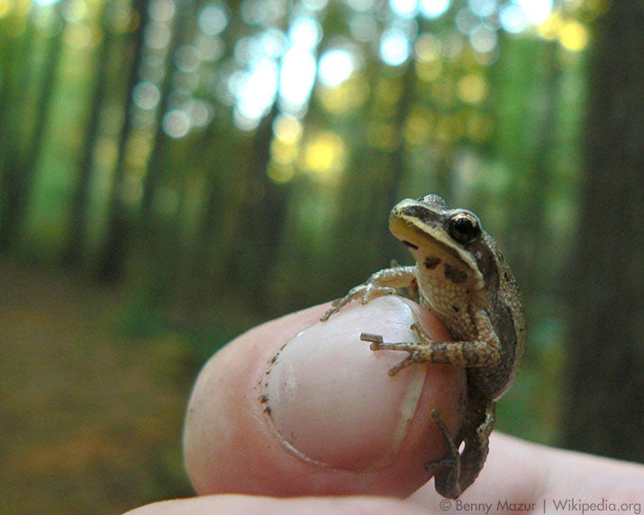 western chorus frog