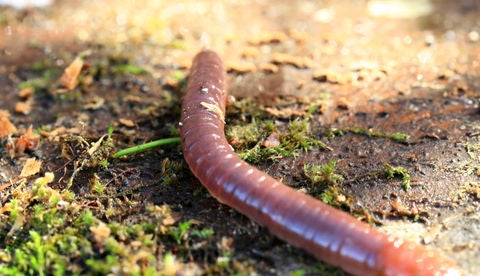 closeup of an earth worm