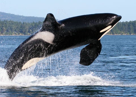 Orca breaching
