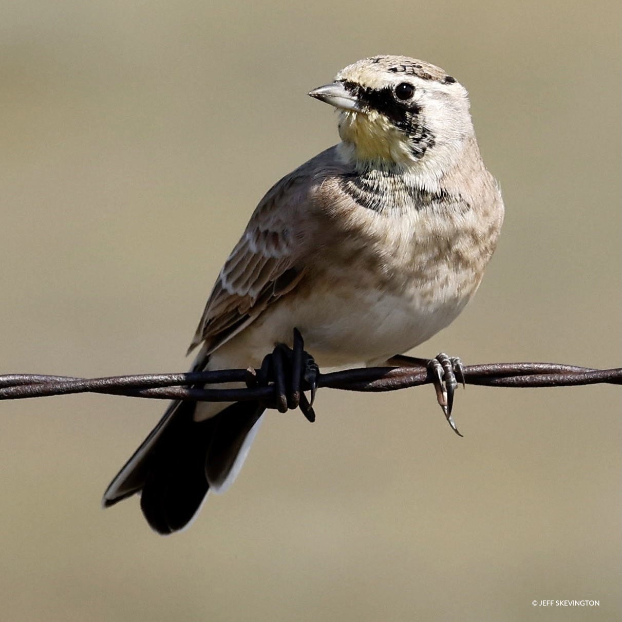Thick-billed-Longspur