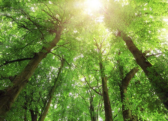 forest bathing green trees