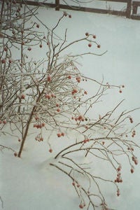 Winterberry in winter