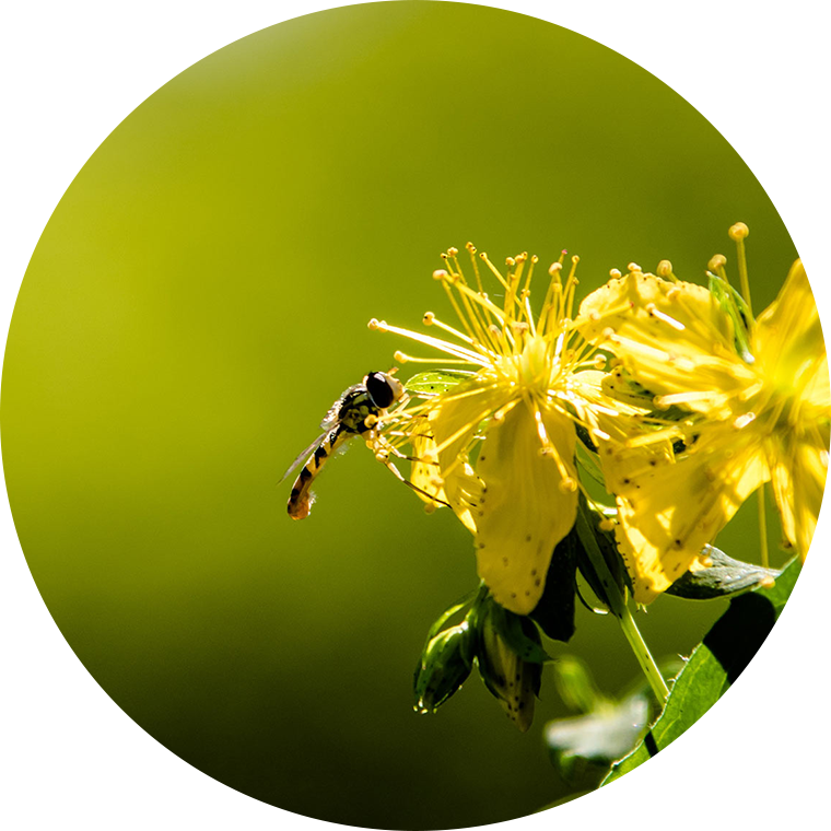 syrphid fly