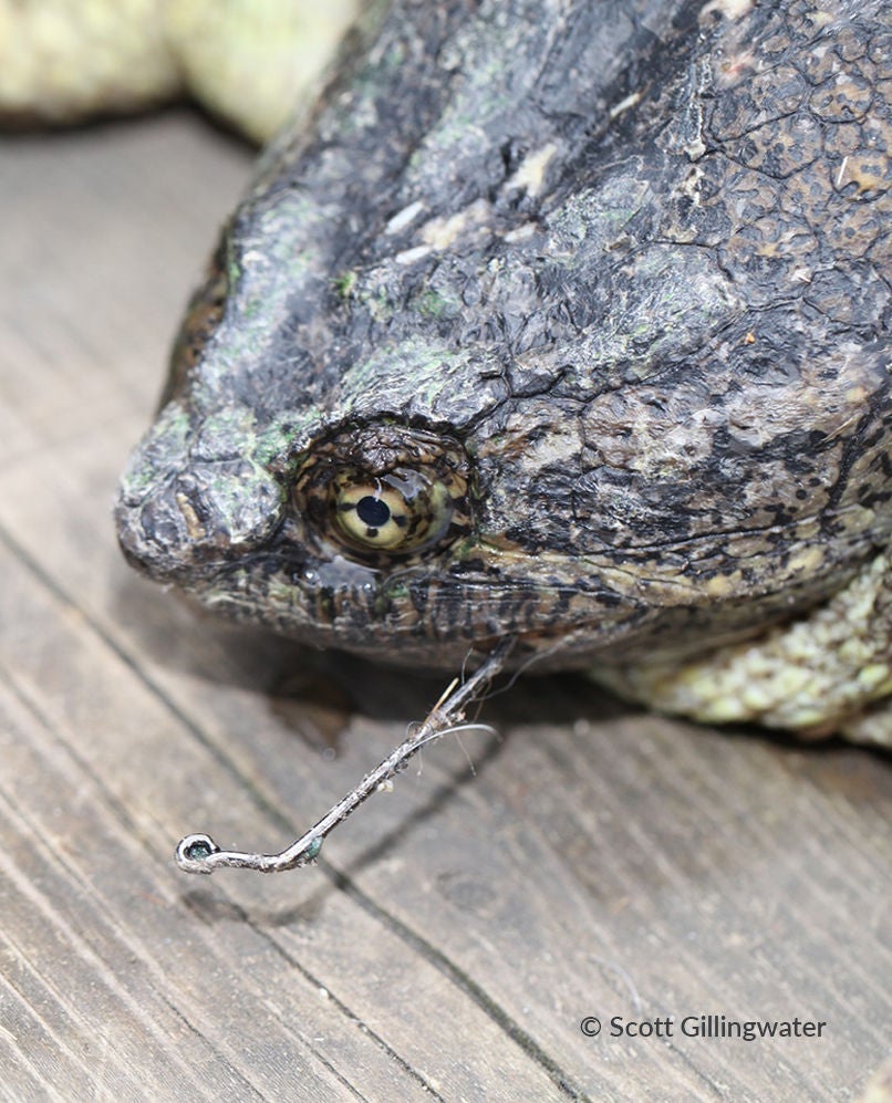 snapping turtle caught on fishing hook