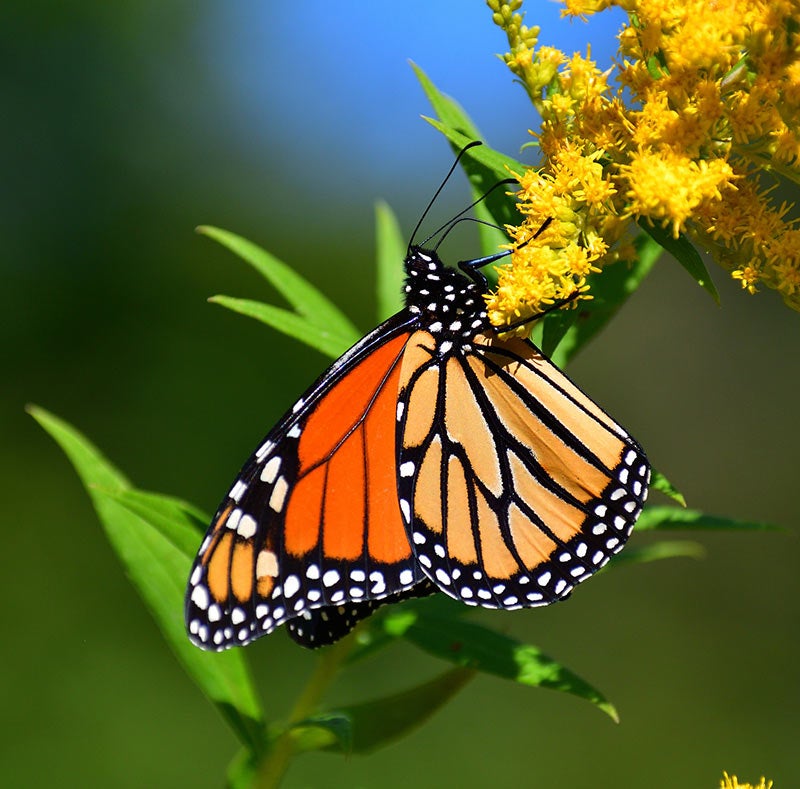 monarch butterfly on yellow flower