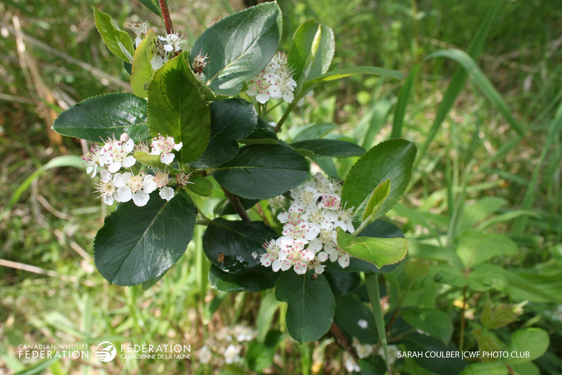highbush-cranberry-sarah-coulber