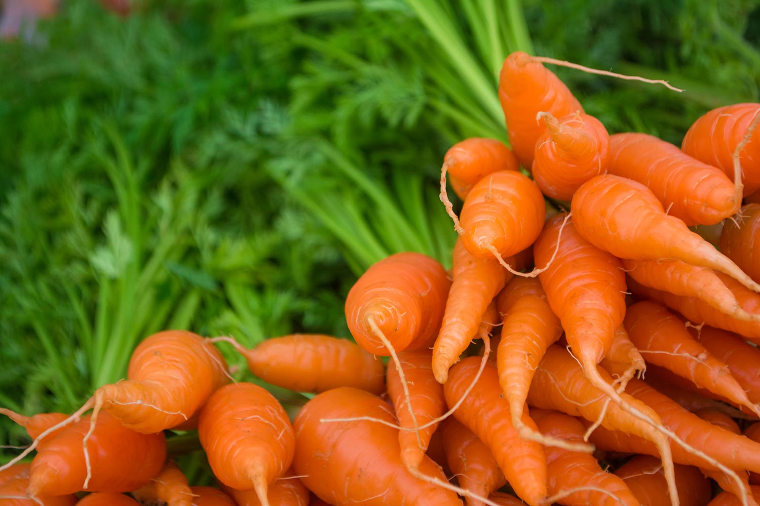 carrots bundle