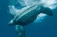 leatherback seaturtle