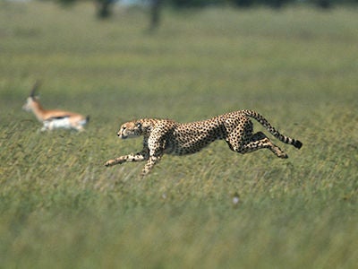 cheetah chasing gazelle
