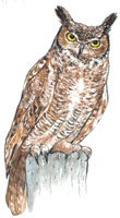 Great Horned Owl