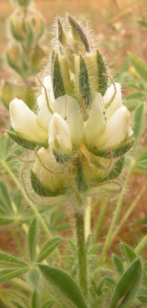 Dense-floweredLupine