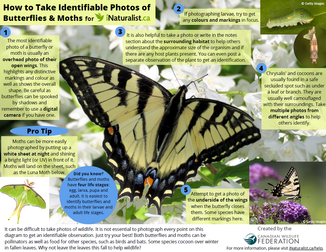 how to take photos of butterflies