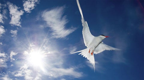 Arctic Tern