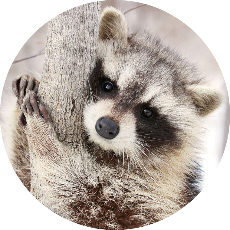 raccoon on tree