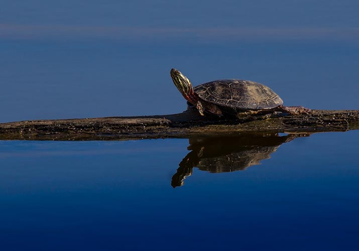 painted turtle log water