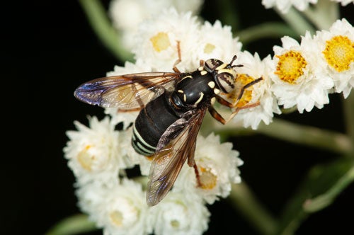 Spilomyia