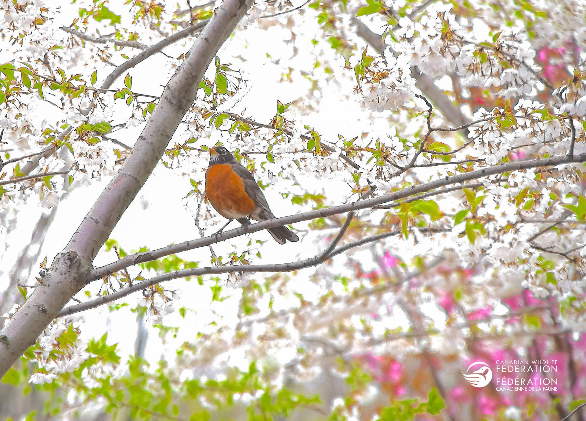 robin on a tree