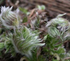 Newly forming leaves