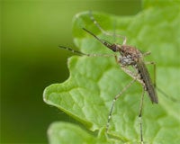 Mosquito on a leaf