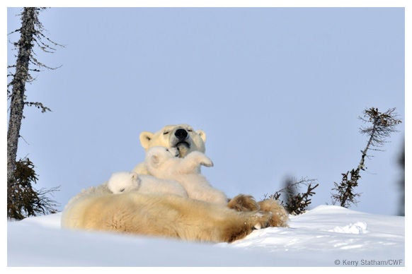 Polar bear with babies