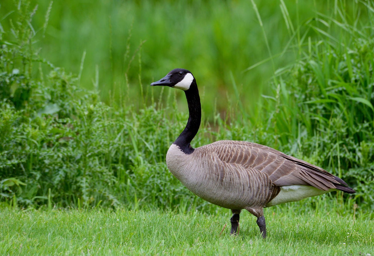Canada Goose on green grass