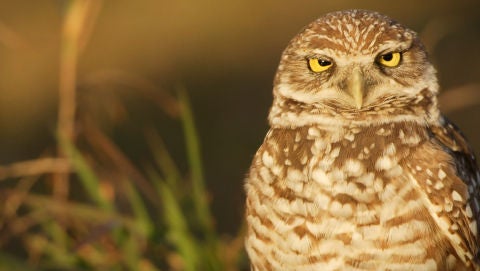 Close up of owl in a field