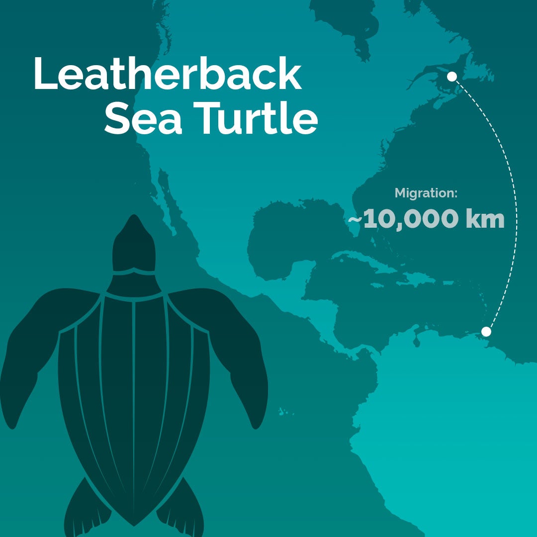 leatherback