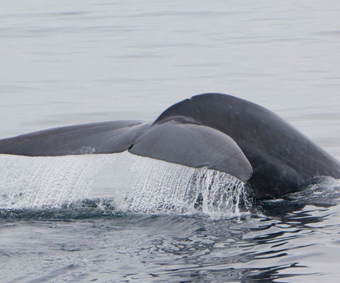 Whale tail fin sticking out of the water