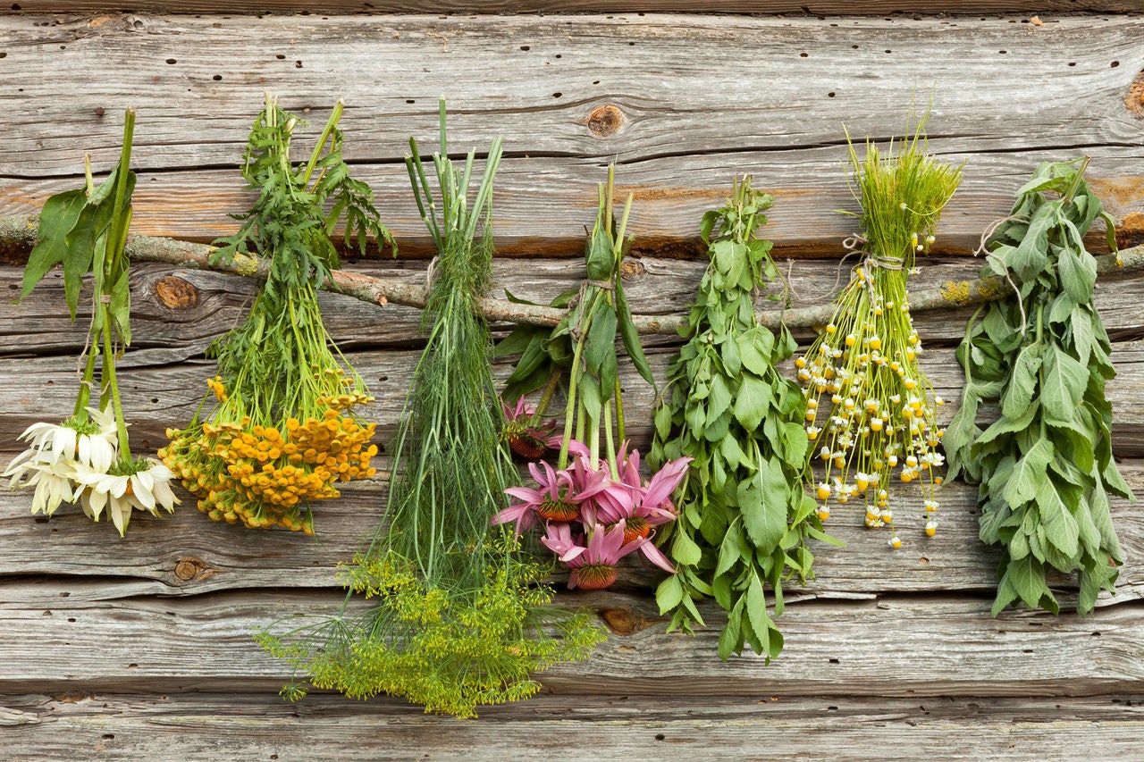 drying herbs