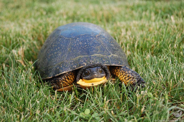 Blanding Turtle Photo by Dan McIntyre