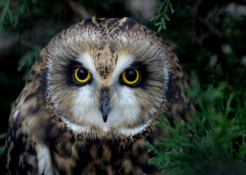 Short-eared owl (asio flammeus)